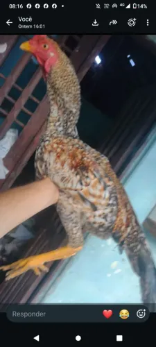 2 Frango de raça cor exótica carijó belíssimos