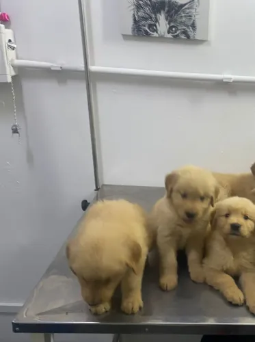 Golden Retriever filhotes pequenos disponíveis