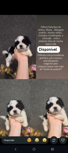 Shihtzu Fêmea mini