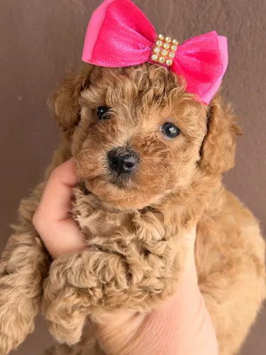 Poodle Toy Filhote - Pequeno e Muito Inteligente