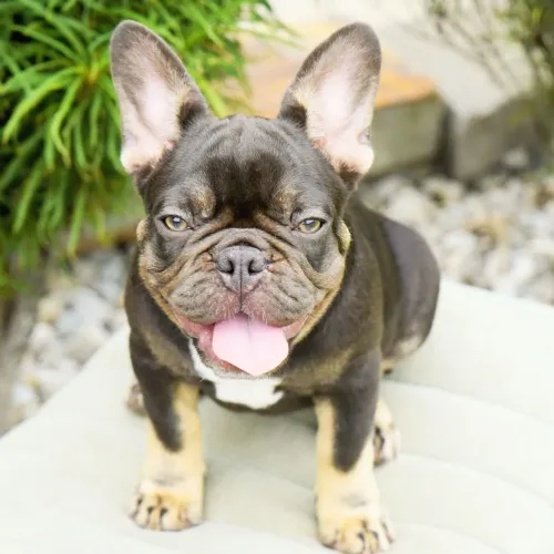BullDog Francês: Amor puro