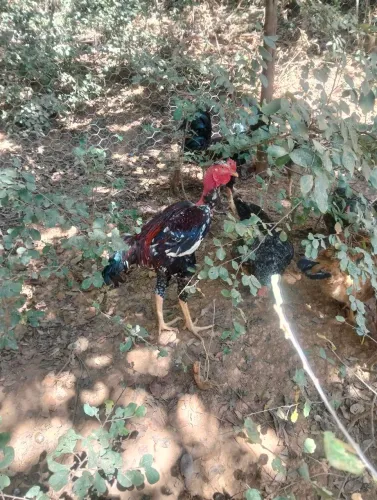 Disponível para venda ou trocas