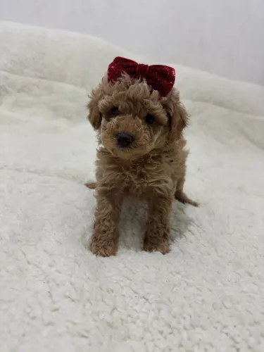 Poodle Toy : red fêmea