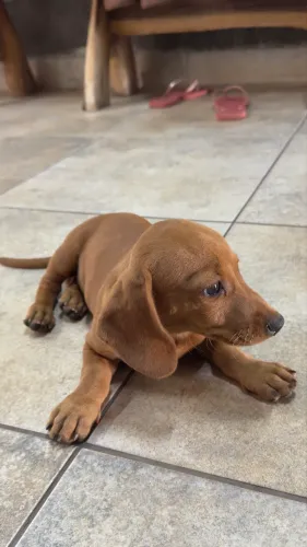Vende-se cachorrinho Base ( Cofap)