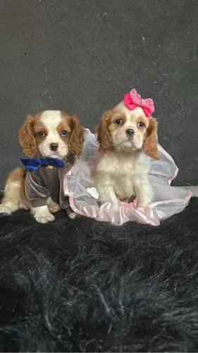 Cavalier king