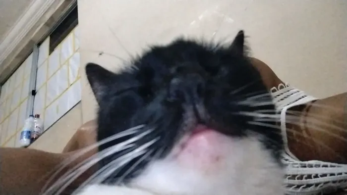 Gata Doação 