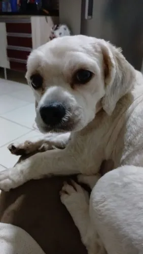Doação ilhasa fêmea