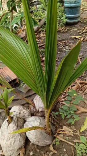 Muda de coqueiro da praia