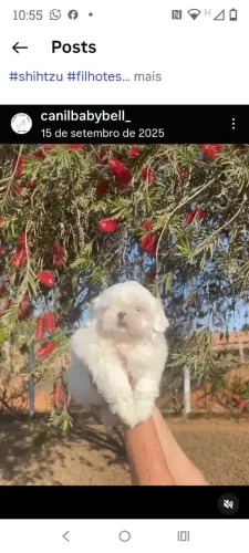 Shihzu Mini PEDIGREE GARANTIA