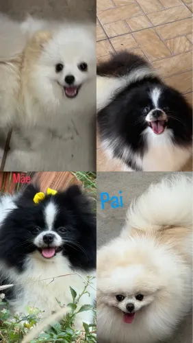Spitz alemão