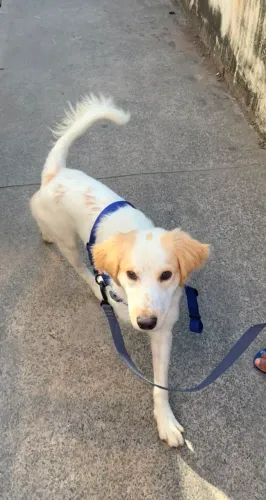 Cachorro para adoção 