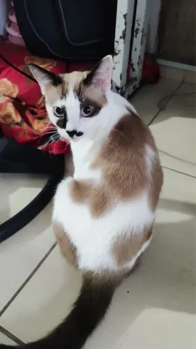 Gatinha