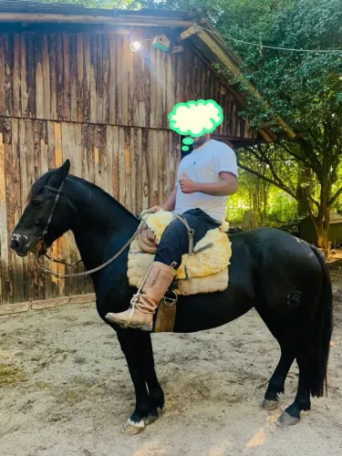 Cavalo 