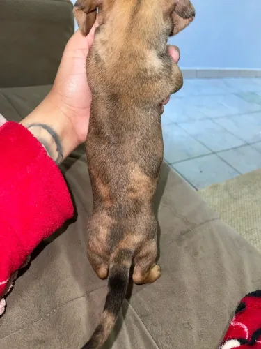 Filhotes de Dachshund (salsicha)
