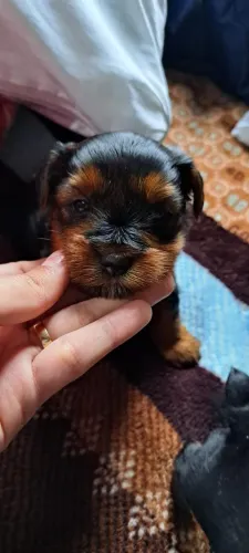 yorkshire terrier