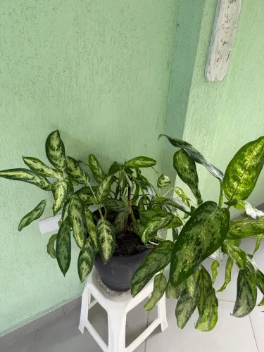 Vaso de planta com Aglaonemas