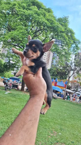 Pinsher mini puros garantia da raça * 