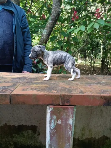 whippet filhotes