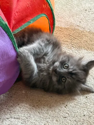Filhotes Maine Coon com Pedigree