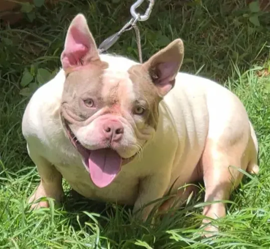 American Bully Fêmea Adulta