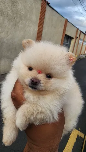 Lulu pomerania 