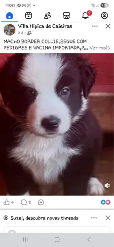 Os mais lindos Border Collie. Com pedigree 
