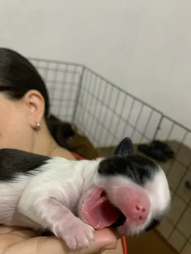 Filhote de shih tzu disponível 