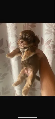 Filhote de lhasa apso 1 mês s meio de vida 