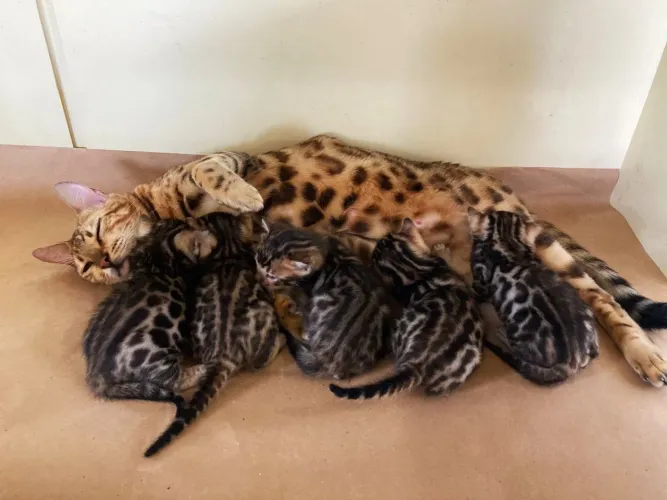 Gato bengal fêmea adulta