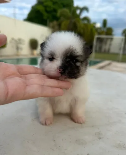 Filhote de Spitz alemão