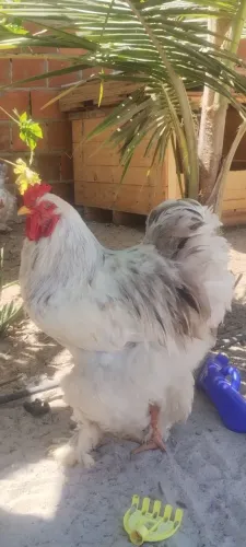 Galinha Brahma