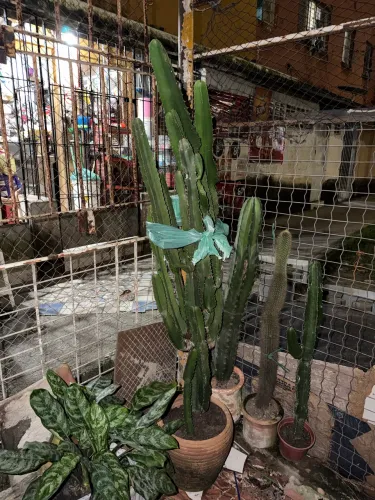 cacto euphorbia mandacaru