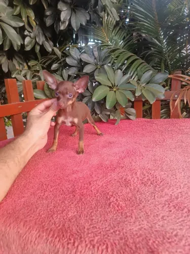 Pincher, Maravilhosos Machinhos Chocolate e Caramelo!!