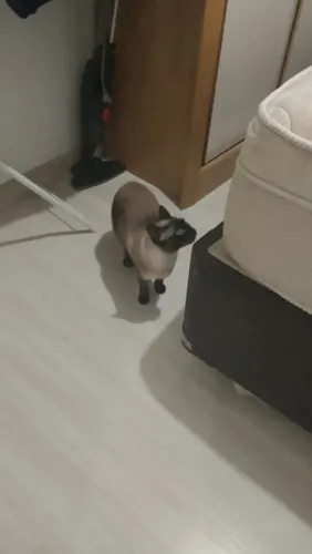 Doa-se uma gata