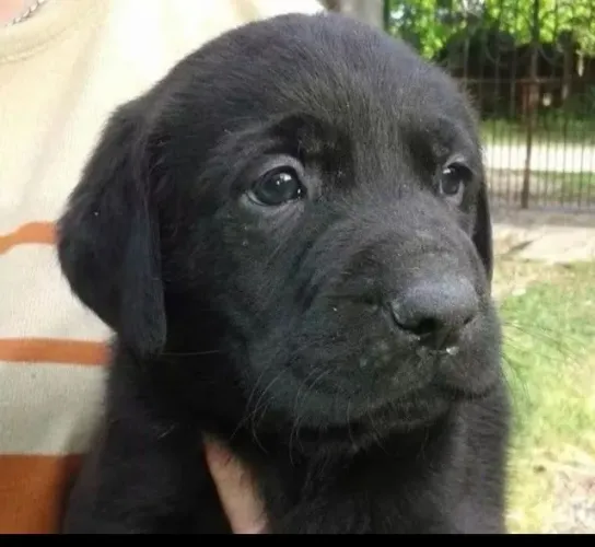 Filhote Labrador Macho Pronto Para Sua Família