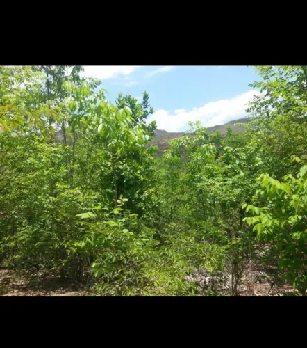 TERRENO CHAPADA DOS VEADEIROS 