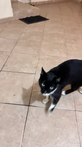 Gata castrada para adoção