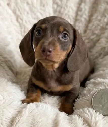 Salsichinha chocolate Tan