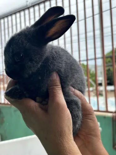Mini coelho Netherland 