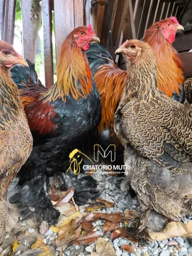 Ovos de galinha Brahma perdiz