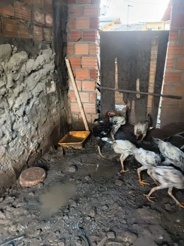 Frango e uma galinha