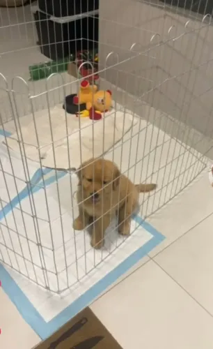 Cercadinho pra cachorro