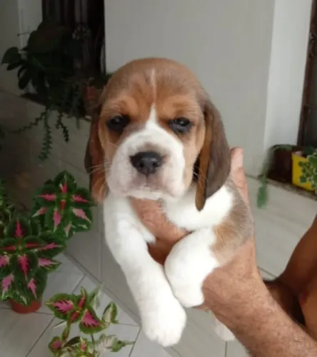 Beagle Mini Filhotes Soltinhos, Brincalhões. 