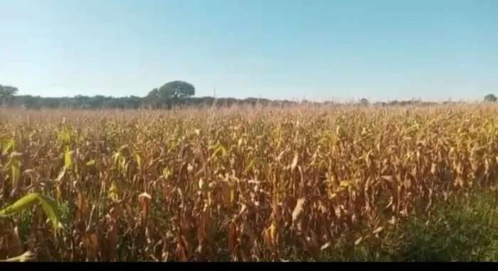 Fazenda em Pium. Lavoura.
