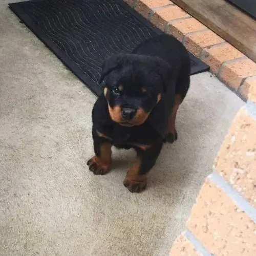 Filhote de Rottweiler para seu brother