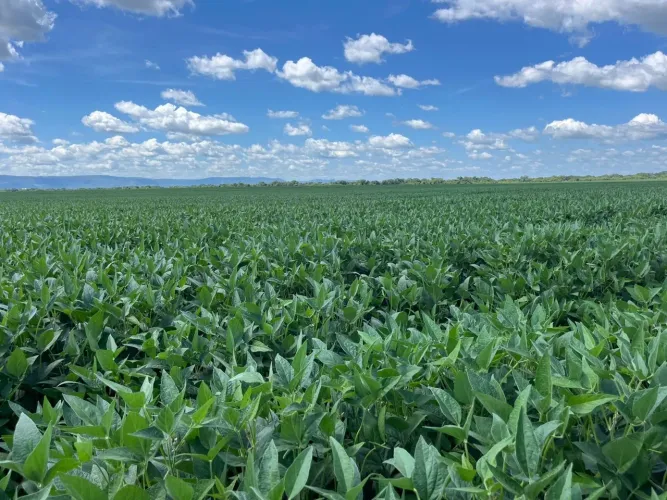 Fazenda de 2.344 ha em São João Da Aliança-GO
