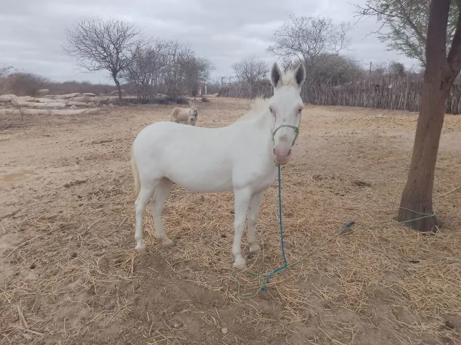 Burro manso de carroça e cultivador