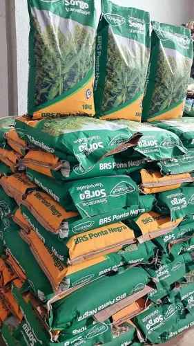  Semente de Sorgo ponta negra 10kg Gransafra(Loja/Nova)