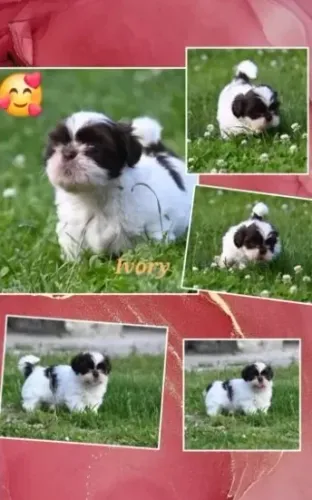 Shih-Tzu Filhote Fêmea Mini - Pronta para o Novo Lar