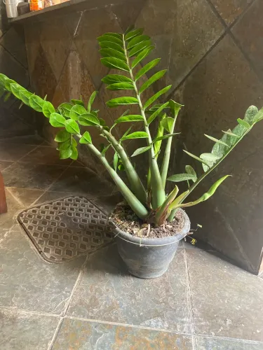 Planta Zamil cuca 